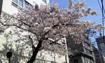 桜