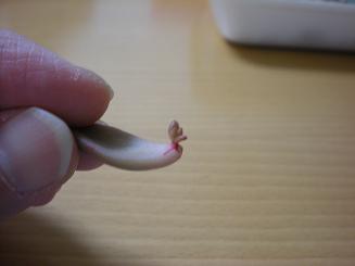 葉挿し