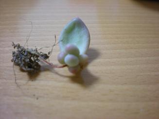 葉挿し