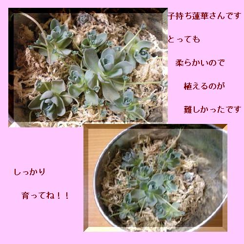 子持ち蓮華