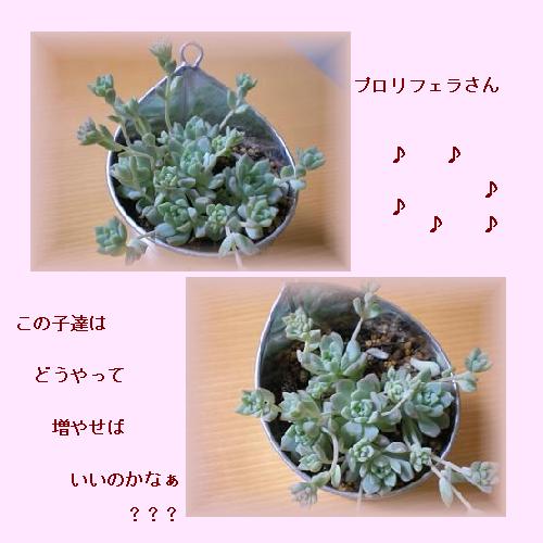 プロリフェラ