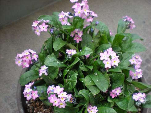 わすれな草