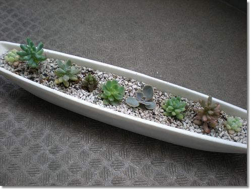 多肉　寄せ植え