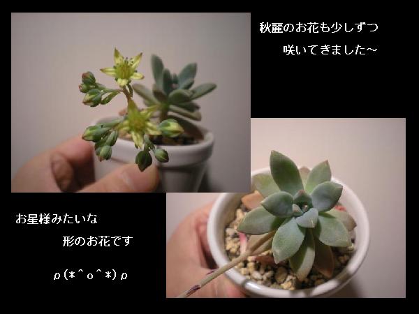 秋麗
