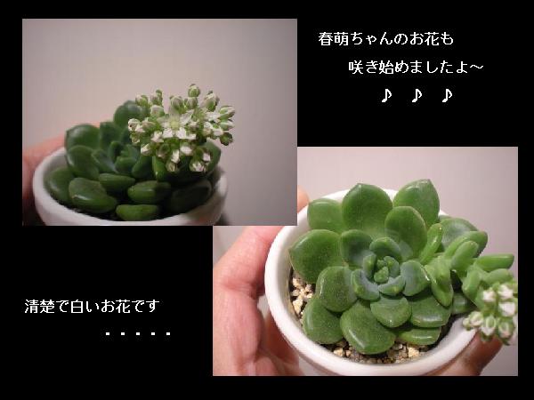 春萌