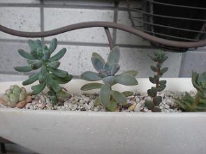 寄せ植え