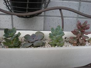 寄せ植え