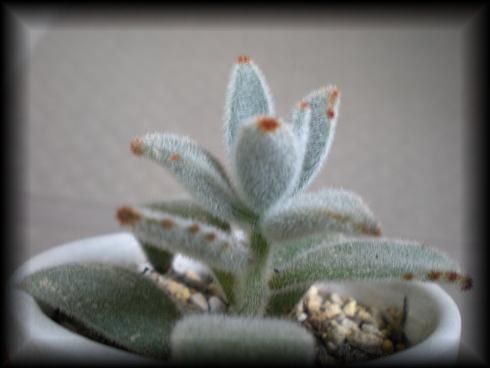 月兎耳