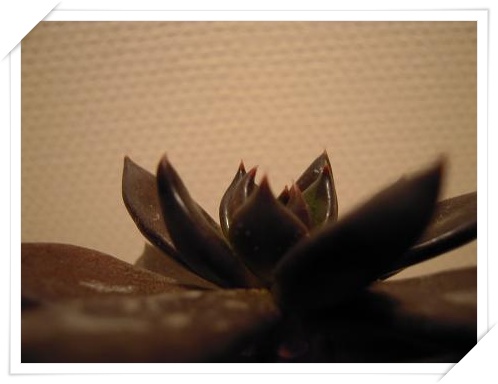 クロスケ