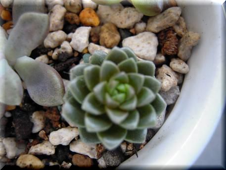 DSCN0703.JPG