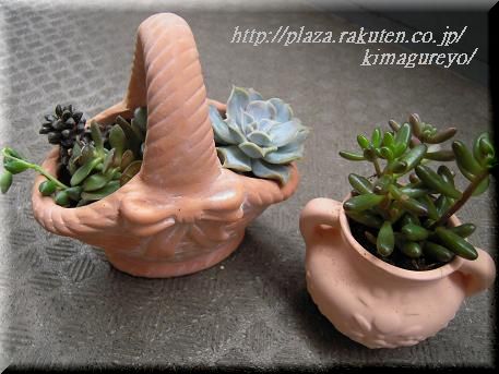 寄せ植え