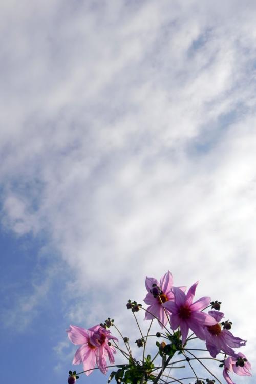 花1120_convert_20111120172821