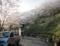 お花見1ブログ用