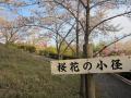 お花見2 ブログ用