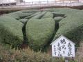 お花見5森家の紋(蘭丸)