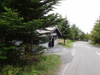 蓼 (6)