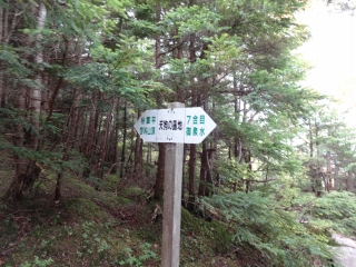 蓼 (35)