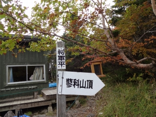 蓼 (53)