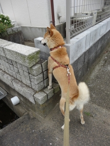 DSC00706.jpg
