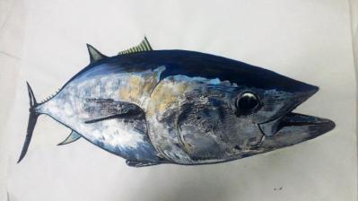 鰹1