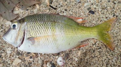 魚3題の1
