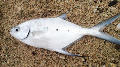 魚3題の2