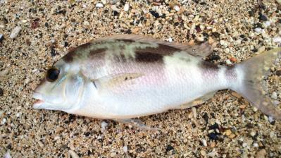 魚3題の3