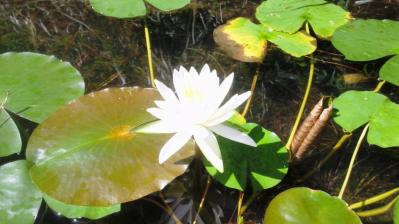 白いハスの花1