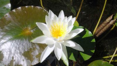 白いハスの花2