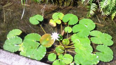 白いハスの花3