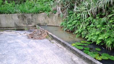 裏の池の掃除1