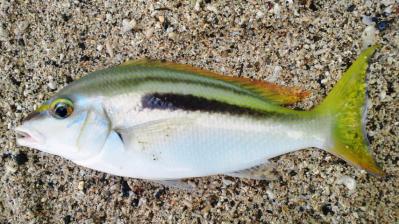 今朝の釣果2