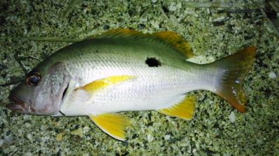 昨晩の釣果