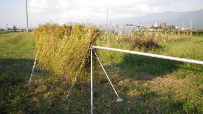 2011-9-14桔梗農園