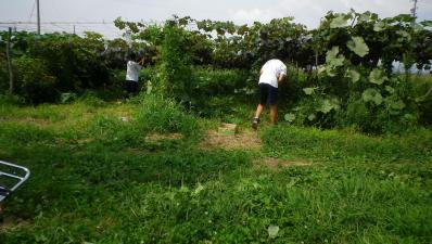 2011-8-30ぶどう