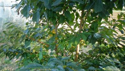 2011-9-29小柿1