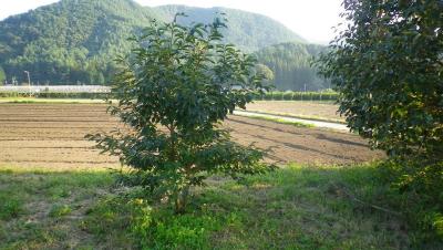 2011-9-29小柿