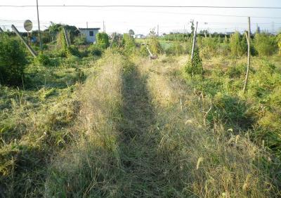 2011-9-29いちご
