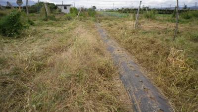2011-9-30いちご