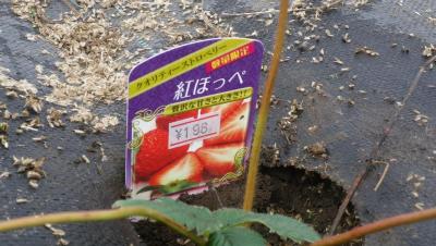 2011-9-30いちご