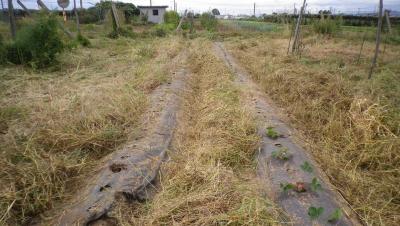 2011-9-30いちご