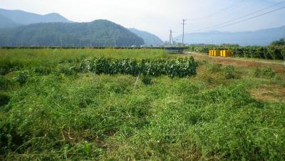 2011-10-2大豆