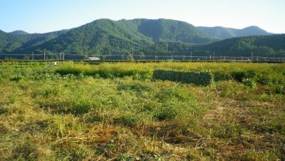 2011-10-3大豆