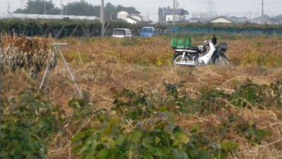 2011-10-12大豆