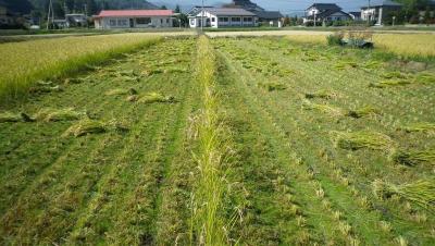 2011-10-19たんぼ