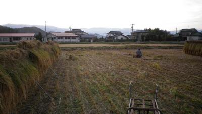 2011-10-20たんぼ