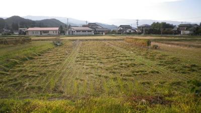 2011-10-20たんぼ