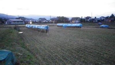 2011-10-21田んぼ