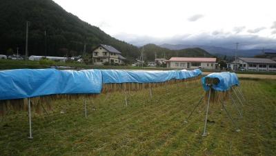 2011-10-22田んぼ