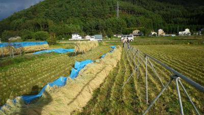 2011-10-22田んぼ